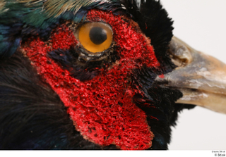 Pheasant  2 eye 0010.jpg